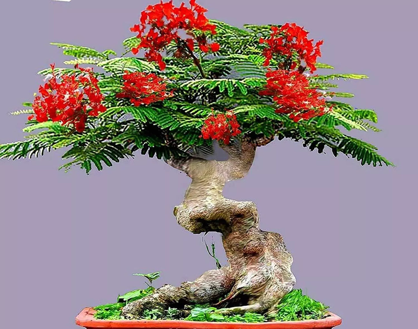 Bonsai Flamboyant Flame Tree Seeds - 20 Delonix regia Seeds for Gardening & Bonsai