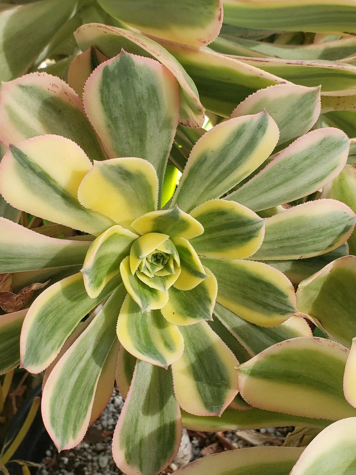 Aeonium Sunburst Plant - 4" Potted Succulent with Variegated Leaves - Indoor Outdoor Houseplant - Unique Rosette Plant