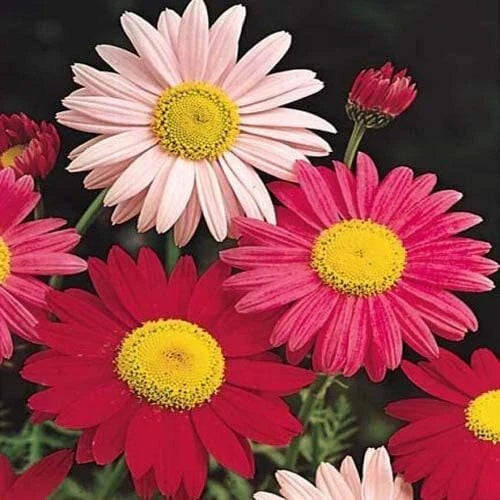 Painted Daisy Seeds 2,500 Count - Chrysanthemum Perennial Flowers