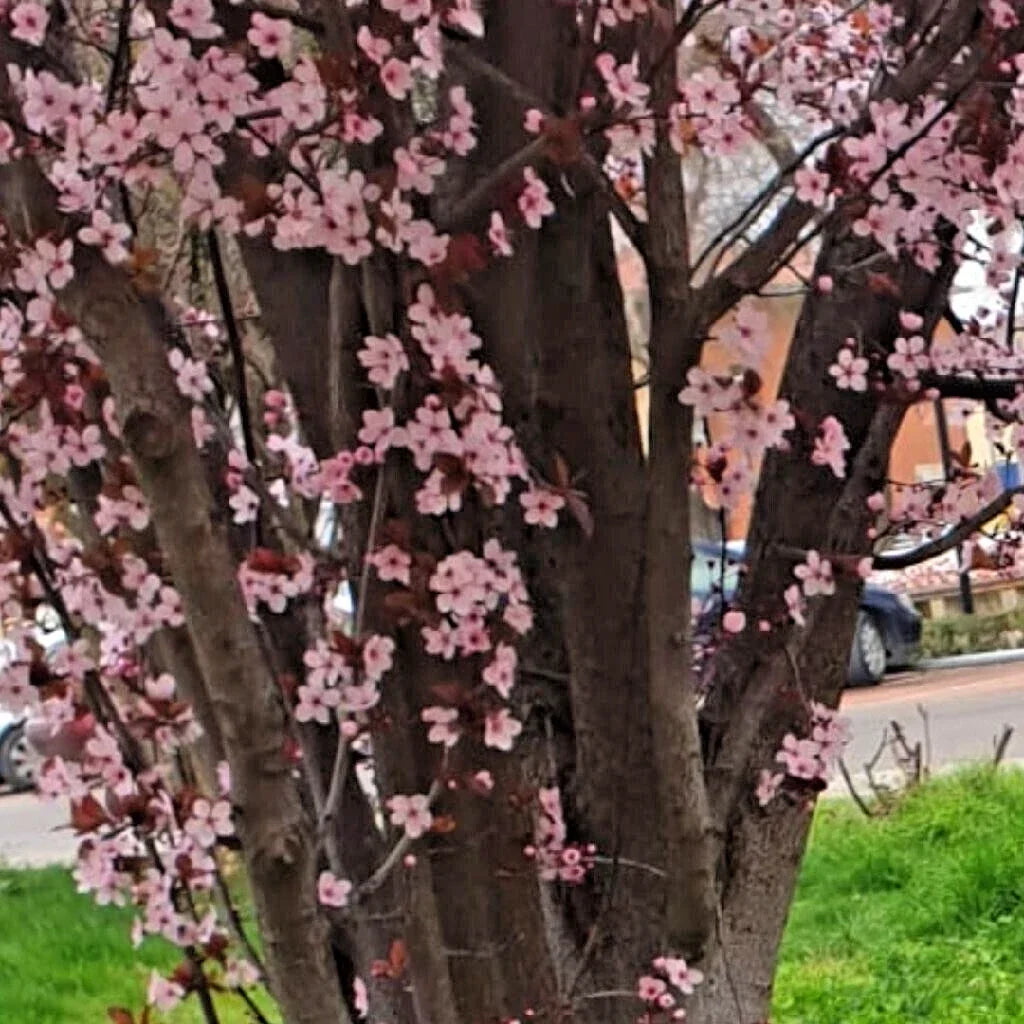 Live Fruit Tree Cuttings - 6" Black Cherry Plum Prunus Cerasifera 'Thundercloud' Ornamental Landscape Plant