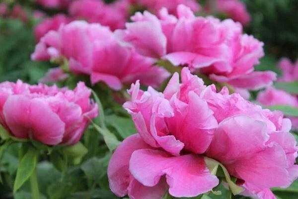 Peony Seeds 10pc - Paeonia spp. Garden Flowers USA Seller Free Shipping
