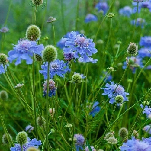 Scabiosa Seeds Blue Pincushion 100 Count - Perennial Flower for Borders, Cut Flowers, Pollinator Attractant, Scabiosa caucasica