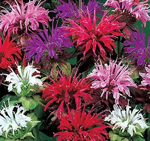 Bee Balm Flower Seeds - 50 Mixed Color Monarda Didyma Seeds - Heirloom Pollinator-Friendly