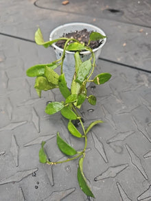 Hoya Lacunosa Tropical Wax Plant - 2.5" Pot - Fragrant Vining Houseplant