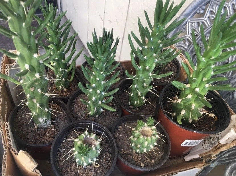 Eve's Needle Cactus Plant - Rooted Austrocylindropuntia subulata Succulent Desert Plant with Green Spines