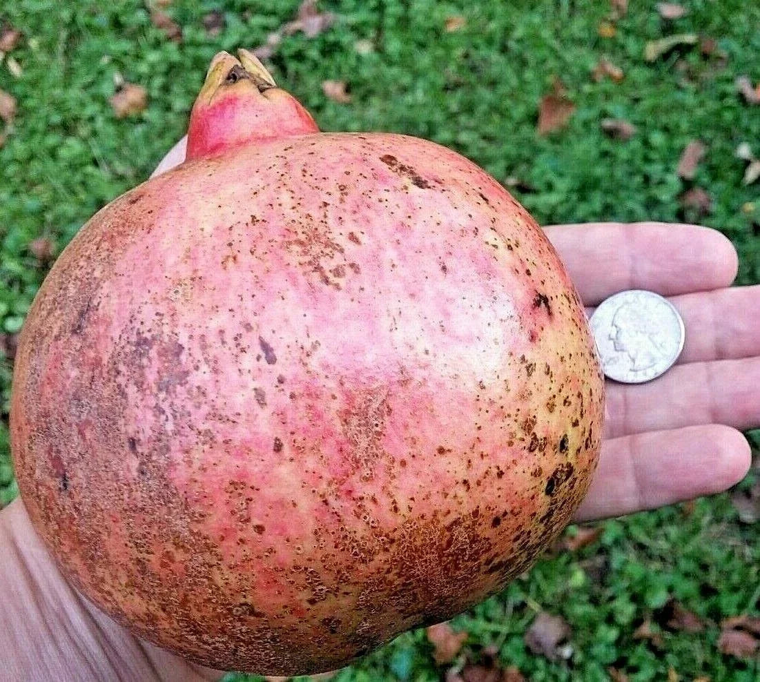 Pomegranate Cutting Set - 12 Thin Scions for Rooting and Grafting - Wonderful Variety - Punica granatum