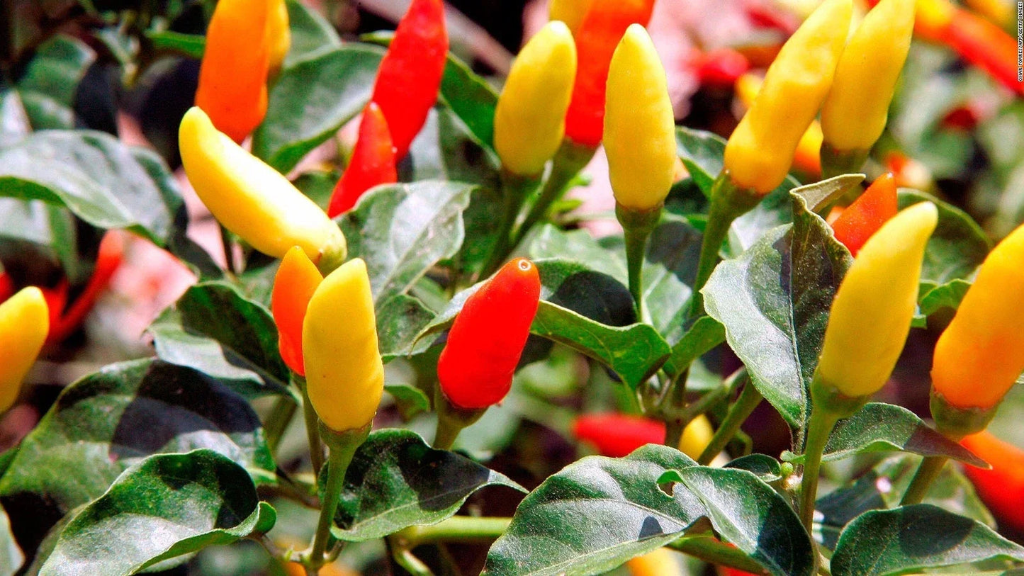 Tabasco Pepper Seeds - Non-GMO Hot Chili Pepper Seeds - Capsicum frutescens for Cooking & Hot Sauce