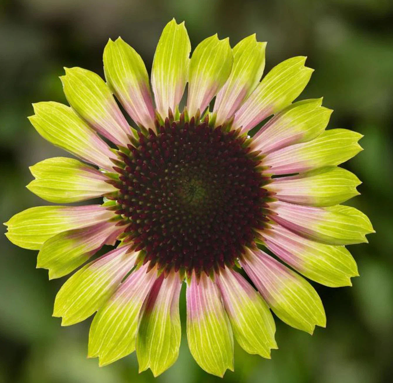 Echinacea Prairie Blaze Vintage Lime Live Perennial Plant Plugs, 4 Plants, Echinacea purpurea, Pink and Lime Green Flowers