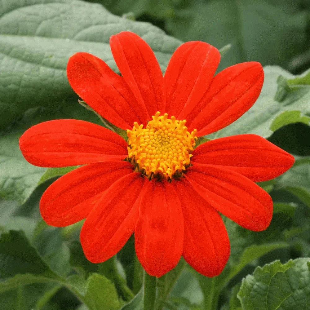 Mexican Sunflower Seeds - Red Torch Variety for 2025 Planting (Tithonia rotundifolia)