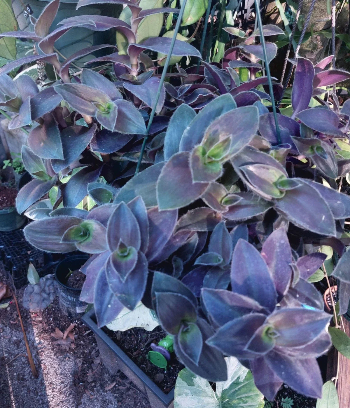Tradescantia sillamontana Velvet Hill Fuzzy Cuttings – 3 Pieces, Pale Puma, Fuzzy Silver Green Foliage, Indoor Plant Propagation