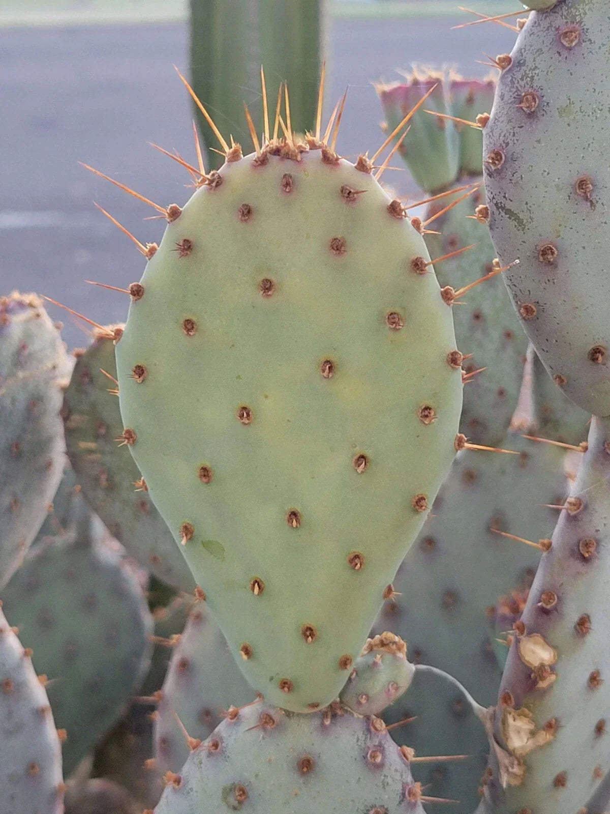 Prickly Pear Cactus Cutting - 1 Pad - Opuntia Macrocentra - Drought-Tolerant Succulent Plant for Garden & Pot