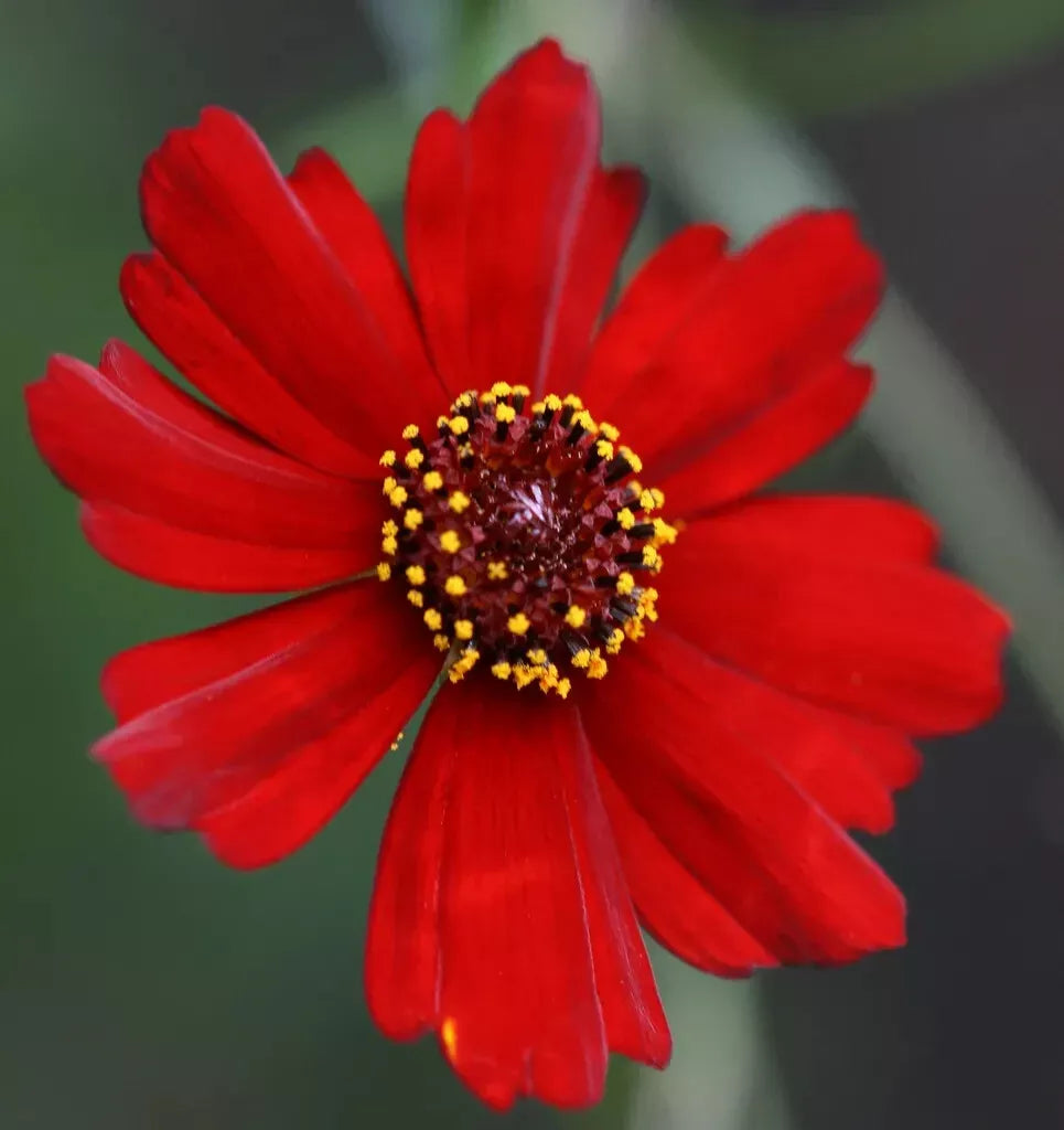 Coreopsis Seeds - 1340 Pack - Plains Dwarf Red Flower - Coreopsis tinctoria - Easy to Grow Wildflower Garden Seeds