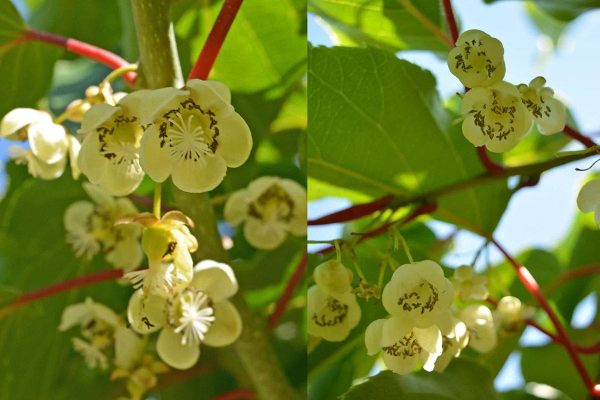 Clark Male Kiwi Pollinator Plant - Live Rooted Cutting for Zones 4-8 - Actinidia deliciosa, Climbing Vine, Full Sun to Partial Shade