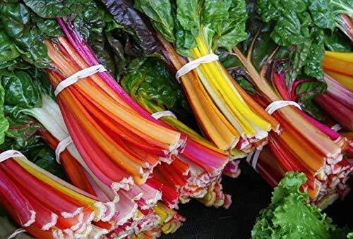 Swiss Chard Seeds - 100+ Rare Colorful Beta vulgaris Vegetable Seeds