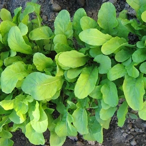 Arugula Seeds - 400+ Roquette Herb Seeds - Organic Eruca sativa for Salad & Garden Planting