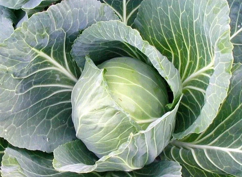Cabbage Seeds - Heirloom Early Jersey Wakefield - Non-GMO Vegetable Seeds - Brassica oleracea var. capitata Pack of 200+