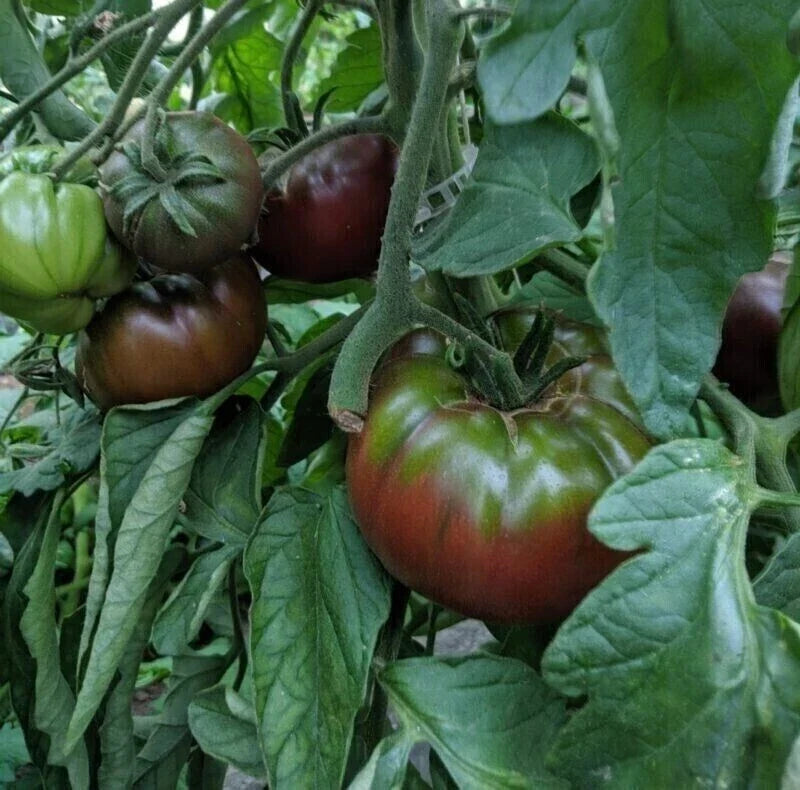 Russian Black Krim Tomato Seeds - Organic Heirloom Non-GMO Solanum lycopersicum, Dark Purple-Black Fruits, 30+ Seeds