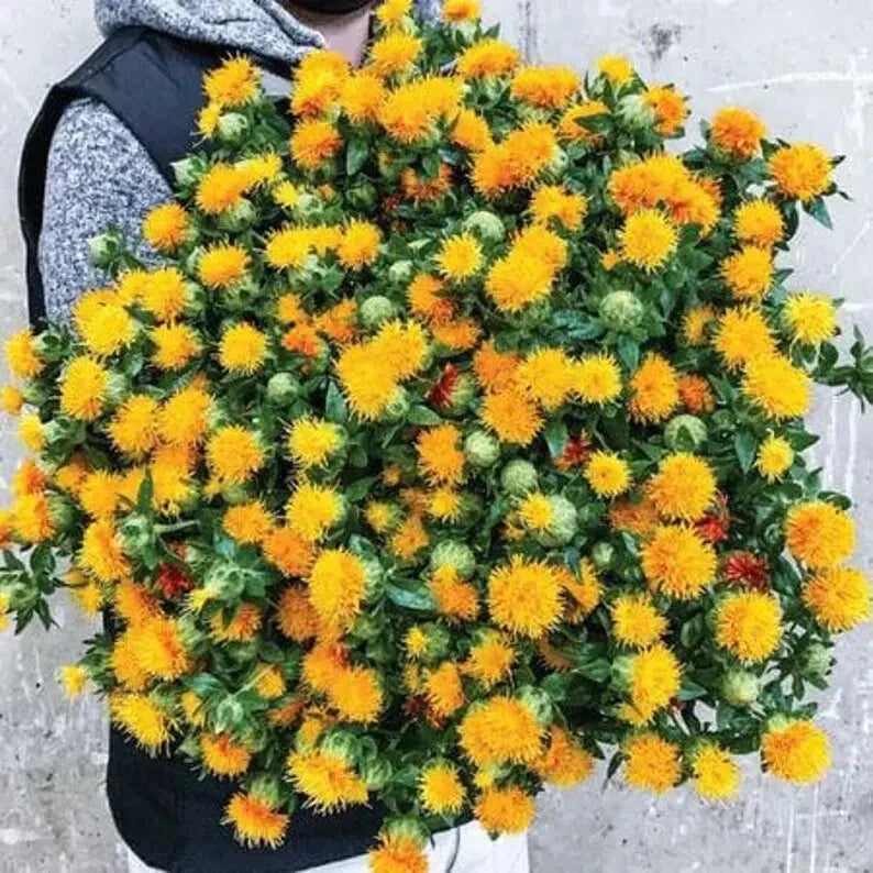 Zanzibar Carthamus Seeds – Organic Pack of 20 – Vibrant Colorful Flowers – Carthamus tinctorius – Drought Tolerant Annual Plant