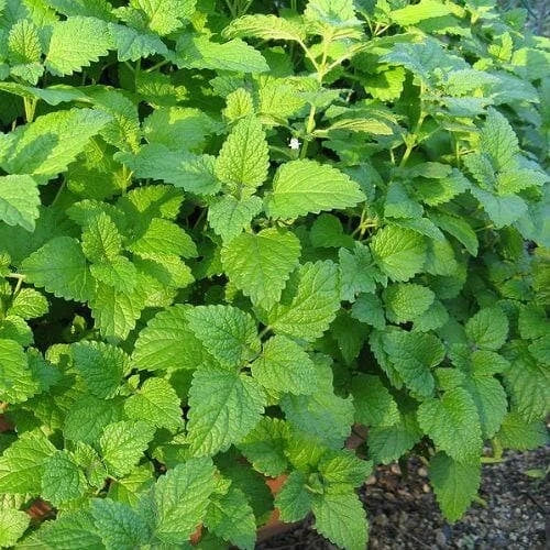 Lemon Balm Live Plant - Well-Rooted Plug for Tea & Garden - Melissa officinalis Herb, Fragrant, Easy Care
