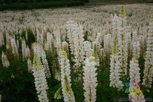 Russell White Lupine Seeds - 25+ Pack for Garden Planting - Lupinus polyphyllus - USA Grown