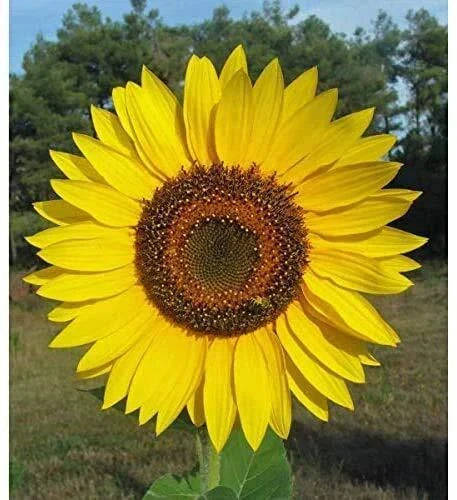 Giant Sunflower Seeds for Planting | 50 Seed Packet | Helianthus annuus