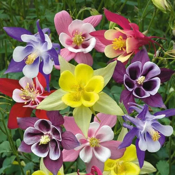 Columbine Seeds - McKana's Giant Mix Perennial - Vibrant Aquilegia x hybrida Flower Seeds for Gardens and Borders