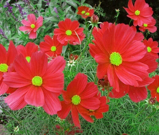 Cosmos Dazzler Seeds 100 Pack - Bright Red Flowers, Butterfly Attracting, Annual Cosmos bipinnatus, Easy to Grow