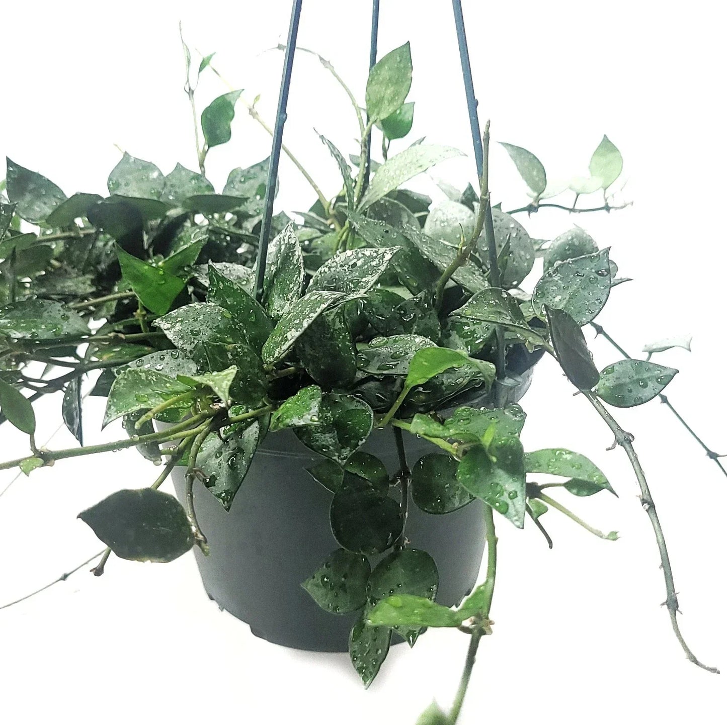 Hoya Krohniana Eskimo Live House Plant in 6-Inch Pot, Variegated Foliage, Easy Care Indoor Plant
