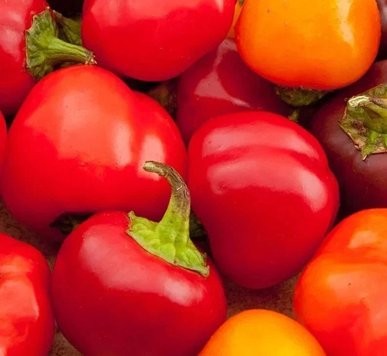 Organic Cherry Sweet Pepper Seeds - 50 Non-GMO Capsicum annuum for Home Garden, Patio, Balcony, Free Shipping