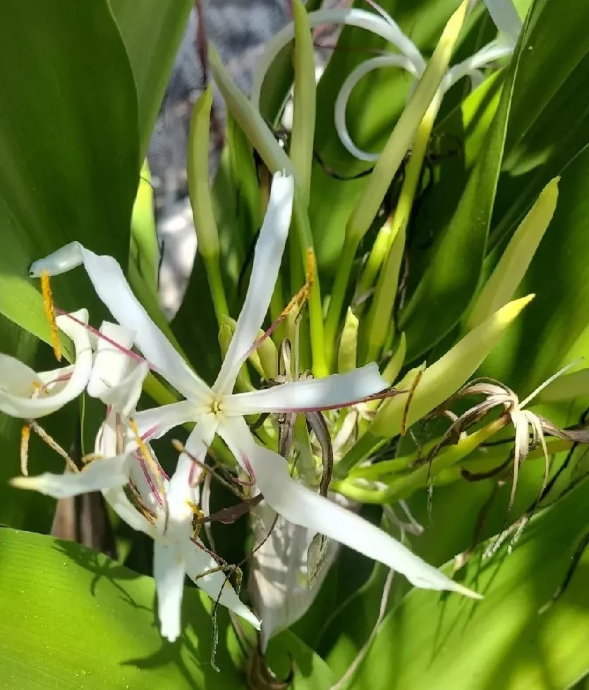 Crinum Lily Live Plant 13" Variegated Giant White Spider Lily Crinum asiaticum Garden Flower