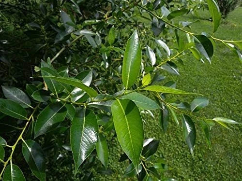 Bay Leaf Bonsai Tree Cutting - Thick Trunk Indoor/Outdoor Laurus nobilis