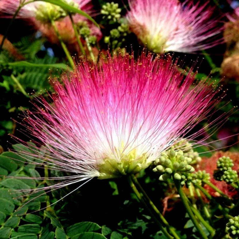Rain Tree Seeds 20 Pack - Albizia saman - Tropical Flower Seeds for Gardening & Landscaping