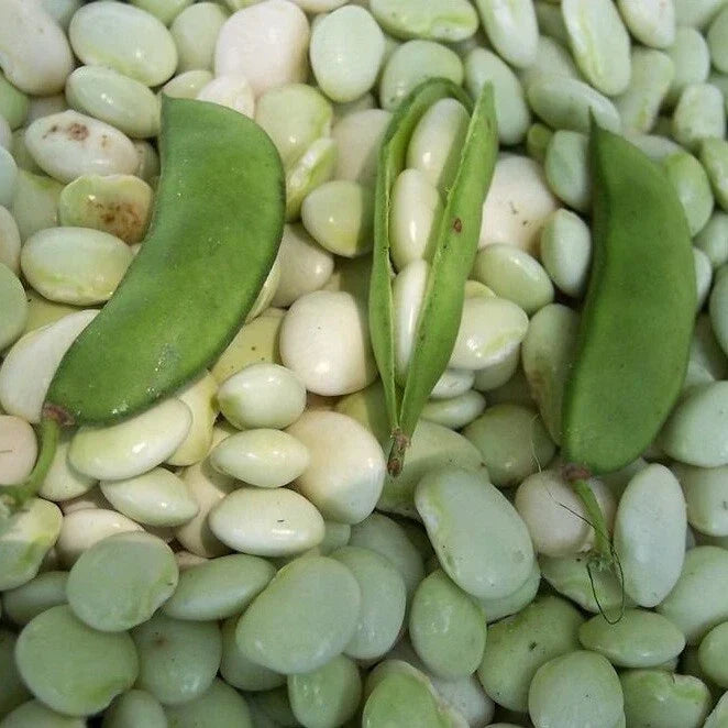 White Dixie Butterpea Seeds - Non-GMO Organic Lima Bean, Shell & Dry Bean, Heirloom Variety, Phaseolus lunatus, 10 Seeds