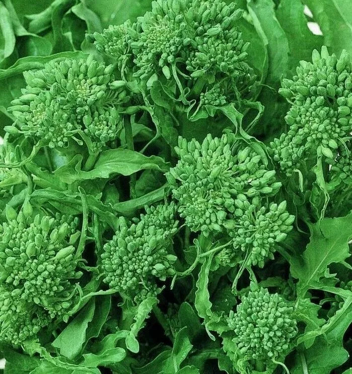 Broccoli Seeds - Spring Raab Rapini Non-GMO Vegetable Seeds for Garden, Brassica rapa, 500+ Seeds