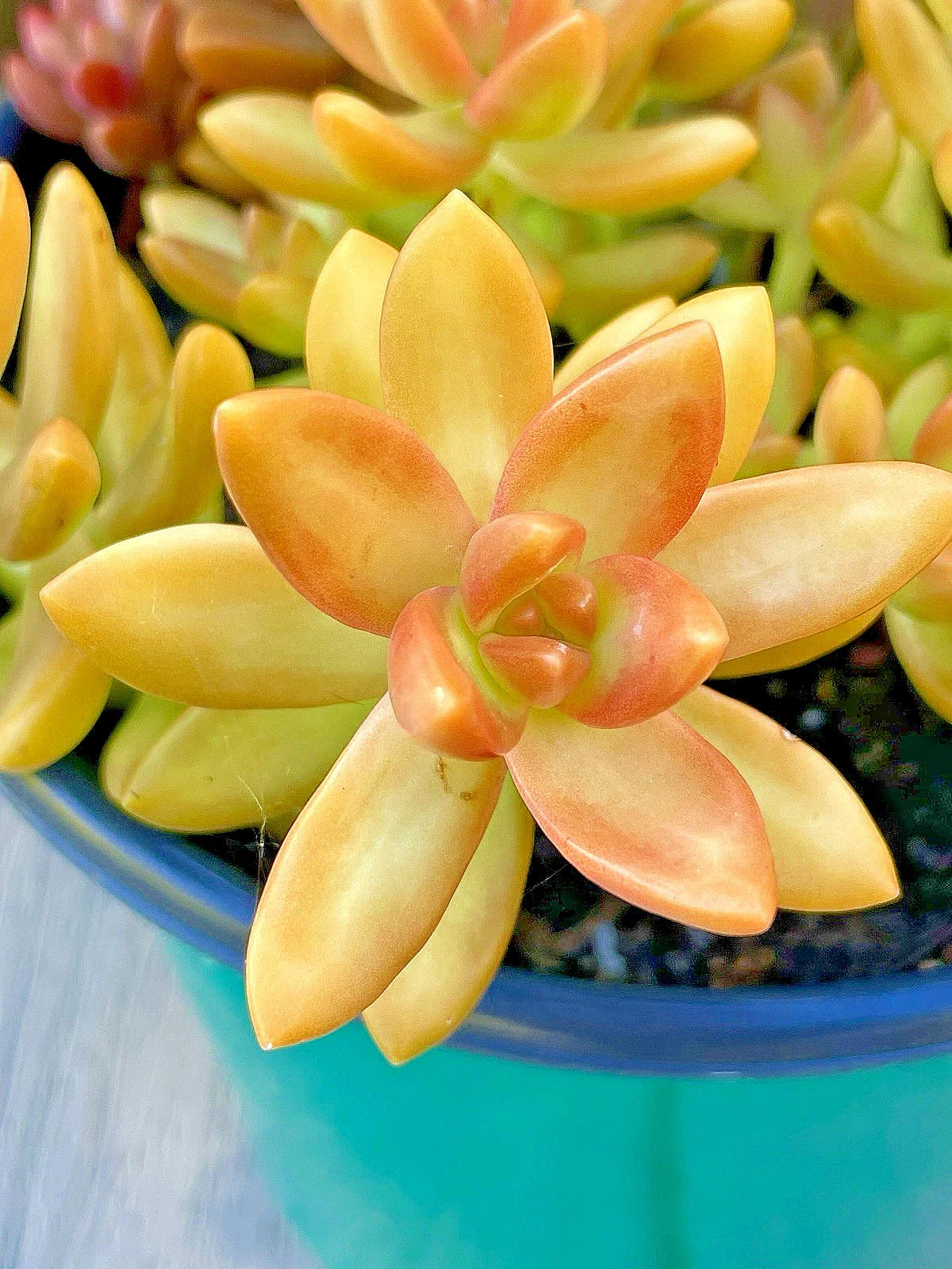 Succulent Cutting | Sedum adolphi 'Orange Delight' | Bright Orange Foliage | Live Plant Unrooted 2-Inch