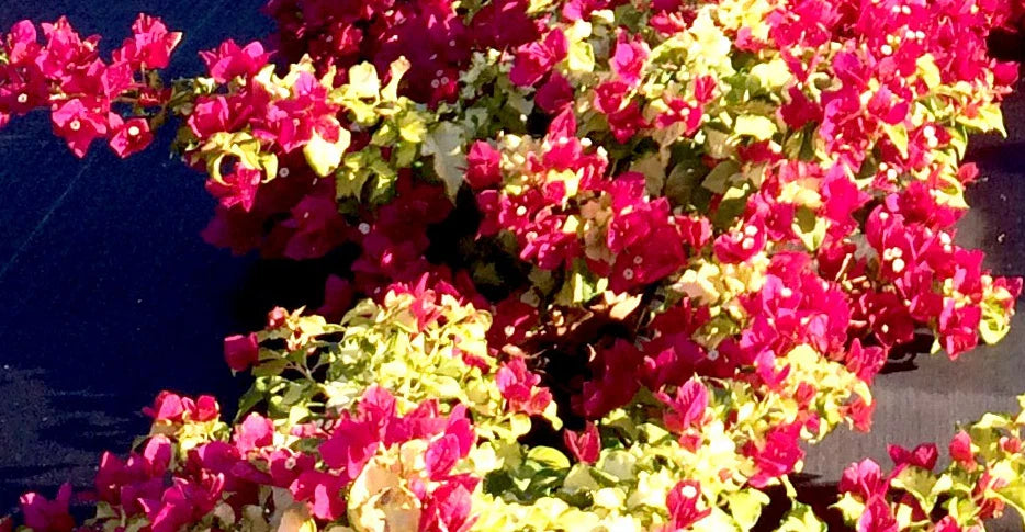 Bougainvillea Starter Plant - Sunstone Red - Bare Root Plug - Well Rooted - Bougainvillea spp.