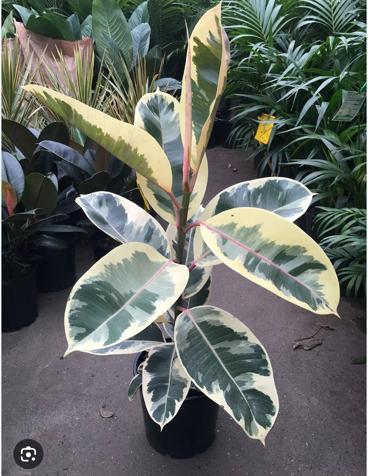 Tineke Rubber Tree Plant - Small Rooted Ficus elastica Variegated Green & Cream Indoor Houseplant