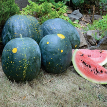 Moon and Stars Red Watermelon Seeds - Organic Heirloom - Non-GMO - 10 Seeds