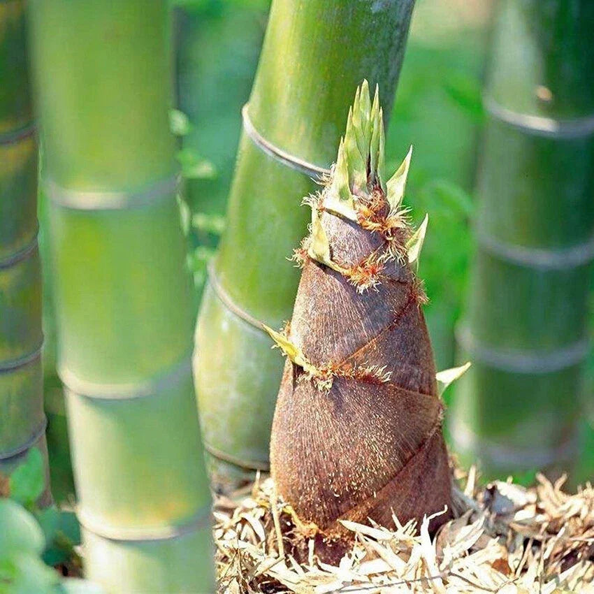 Giant Moso Bamboo Seeds, Edible Shoots, Phyllostachys edulis, Perennial Evergreen, Fast-Growing, Clumping, 50+ Seeds