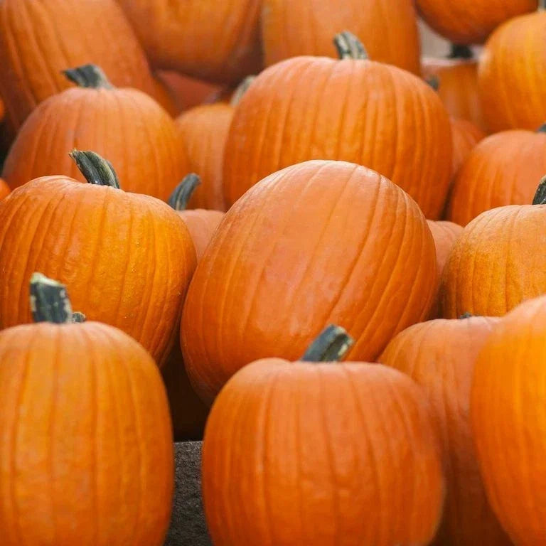 Jack O' Lantern Pumpkin Seeds - Carving Pumpkin, 10-20 lbs, Cucurbita pepo, Halloween Decor, Fall Festival, Bounty Seeds