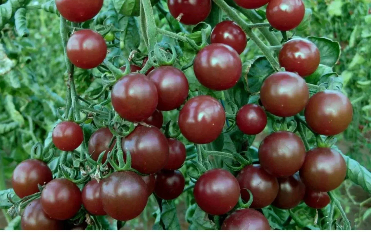 Chocolate Cherry Tomato Seeds - Heirloom, Non-GMO, 120+ Seeds, Sweet, Rich Flavor, Solanum lycopersicum, Perfect for Gardens & Containers