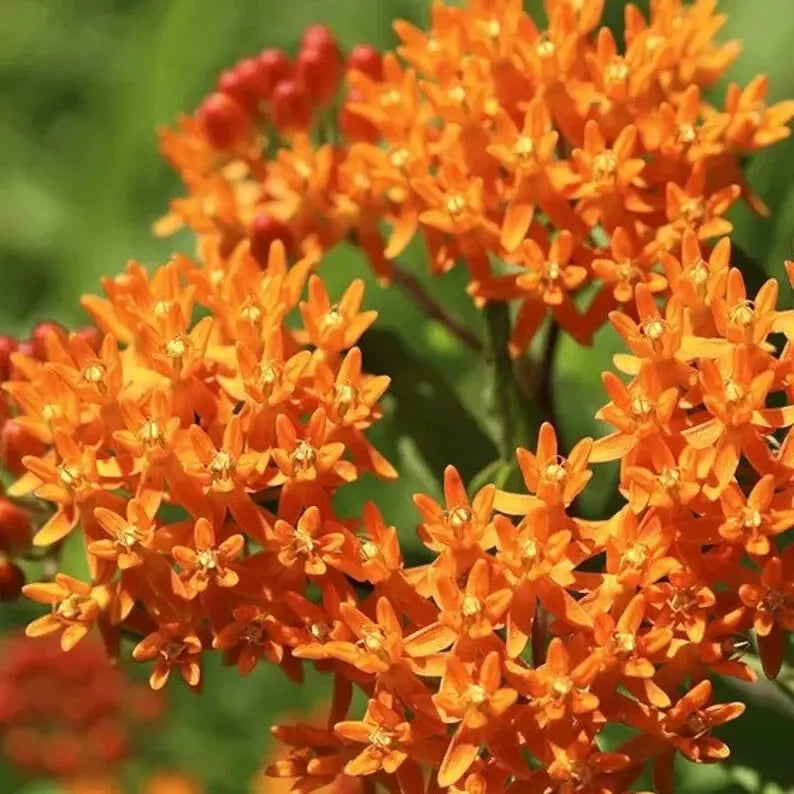 Orange Butterfly Weed Seeds - 100 Organic Perennial Seeds - Asclepias tuberosa - Attracts Pollinators, Full Sun, USA Grown
