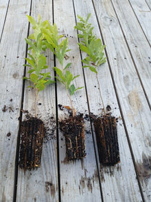 Sawtooth Oak Seedlings 3-Pack Fast-Growing Quercus acutissima Early Acorn Production Wildlife Attractant