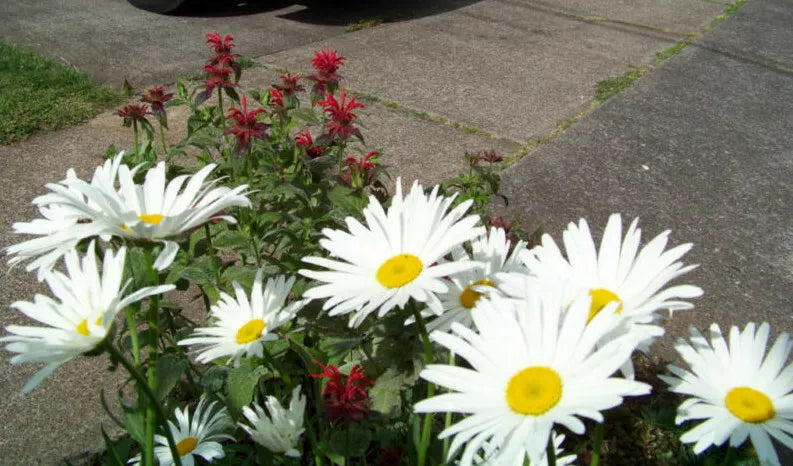600 Seeds Shasta Daisy Perennial White Alaska Variety Leucanthemum x superbum Garden Flower Seeds