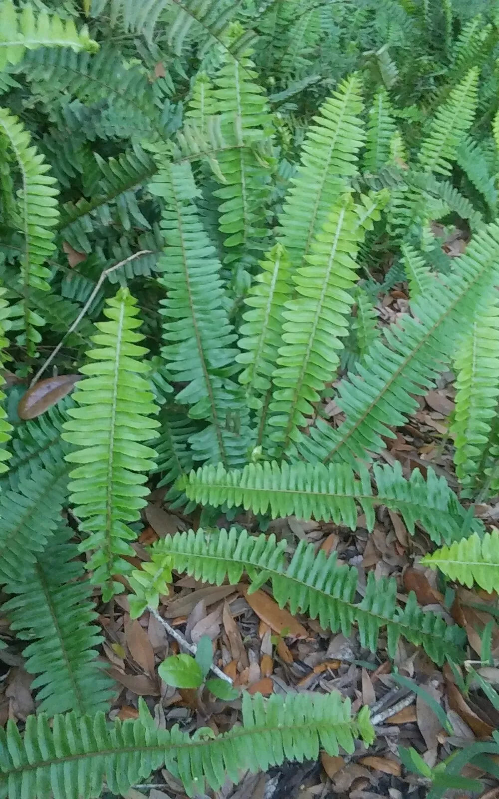 10 Rooted Live Boston Fern Plants – Organic, Tropical Garden, Evergreen, Nephrolepis exaltata