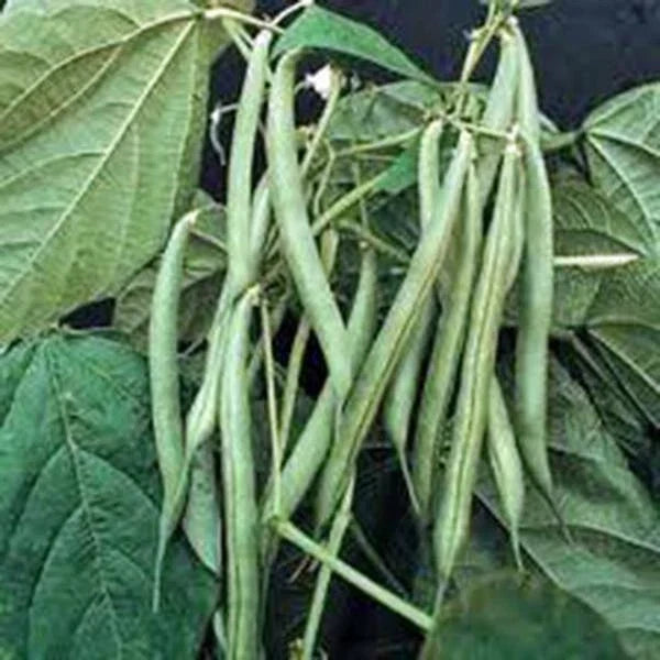 Blue Lake Bush Green Bean Seeds - Heirloom Phaseolus vulgaris, 100+ Non-GMO Seeds for Container & Small Garden