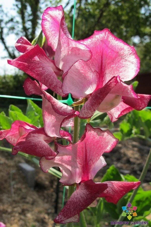 Jacko Sweet Pea Seeds - 50 Pack Lathyrus odoratus - USA Grown