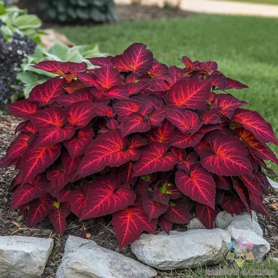 Coleus Seeds - 25+ Superfine Rainbow Volcano - USA Grown - Free Shipping