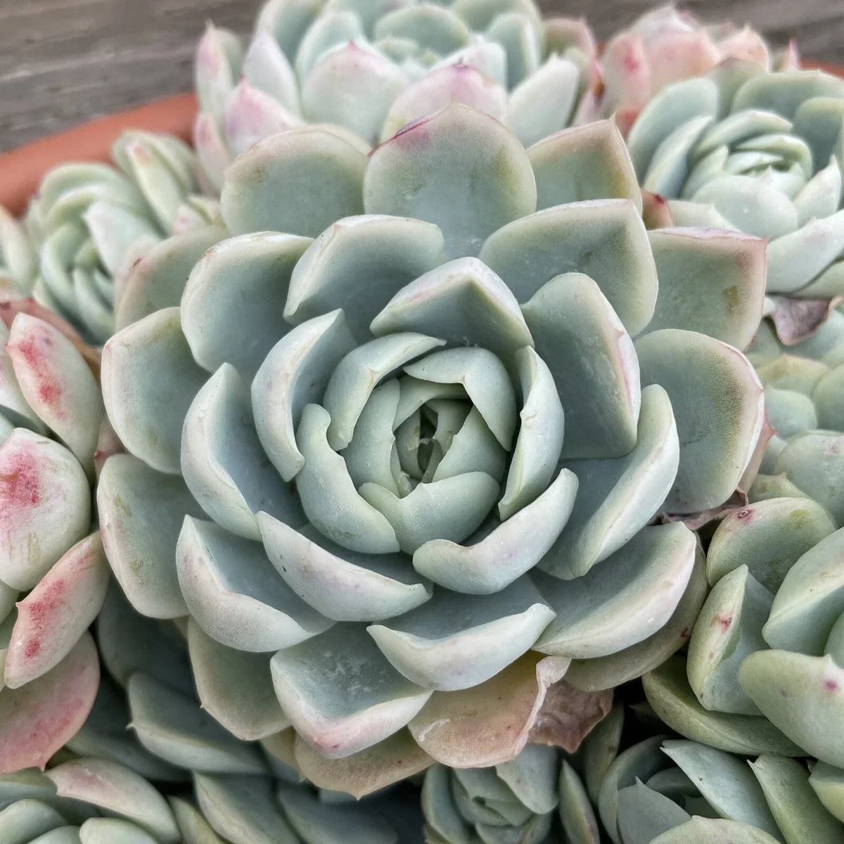 Echeveria Elegans Cutting - 1-2" Mexican Snowball Succulent Rosette Plant for Indoor & Outdoor Gardens