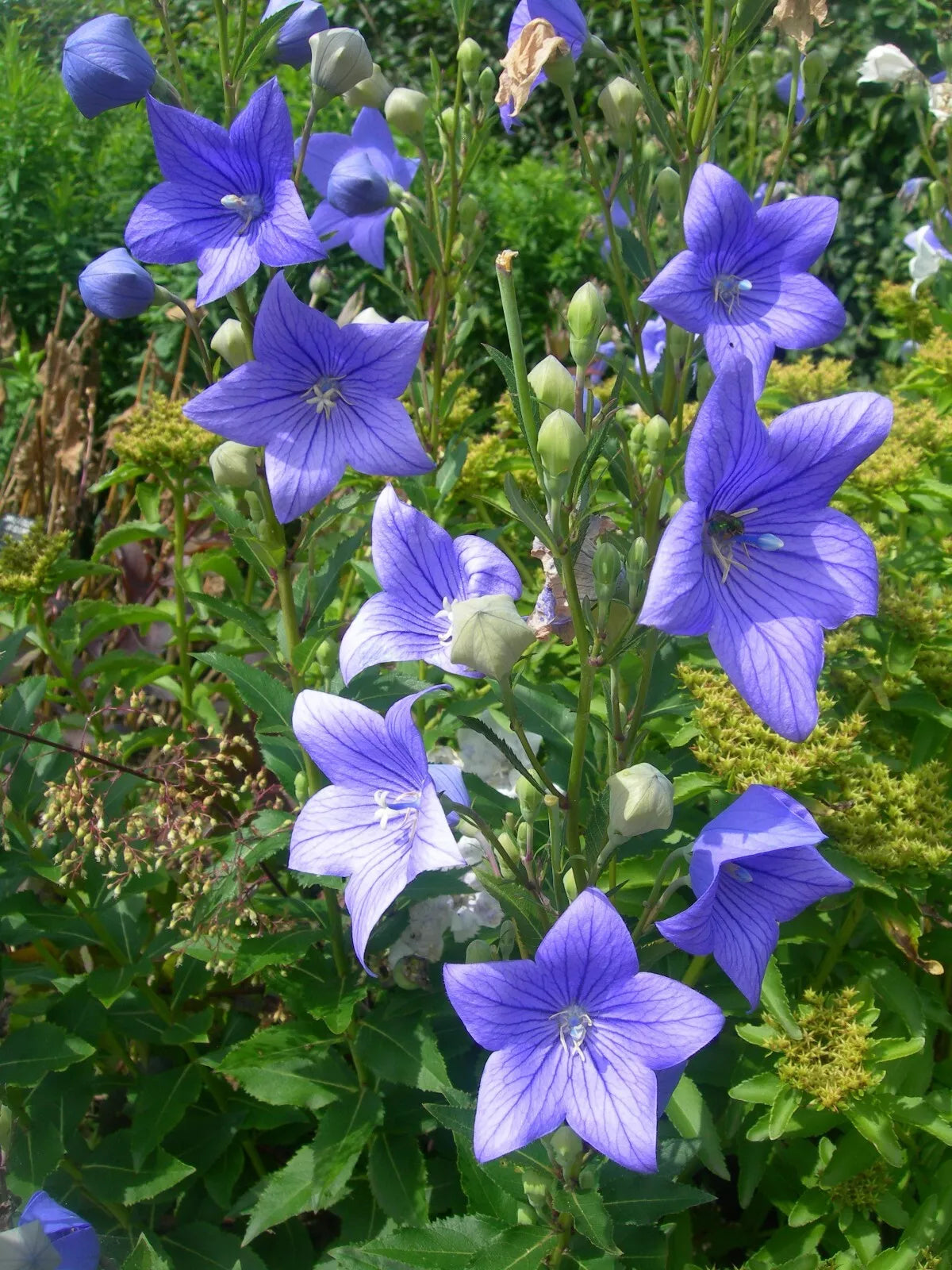 Balloon Flower Seeds - 500 Count - Toraji Variety - Platycodon grandiflorus - Non-GMO, Perennial, Blue & Purple Blooms